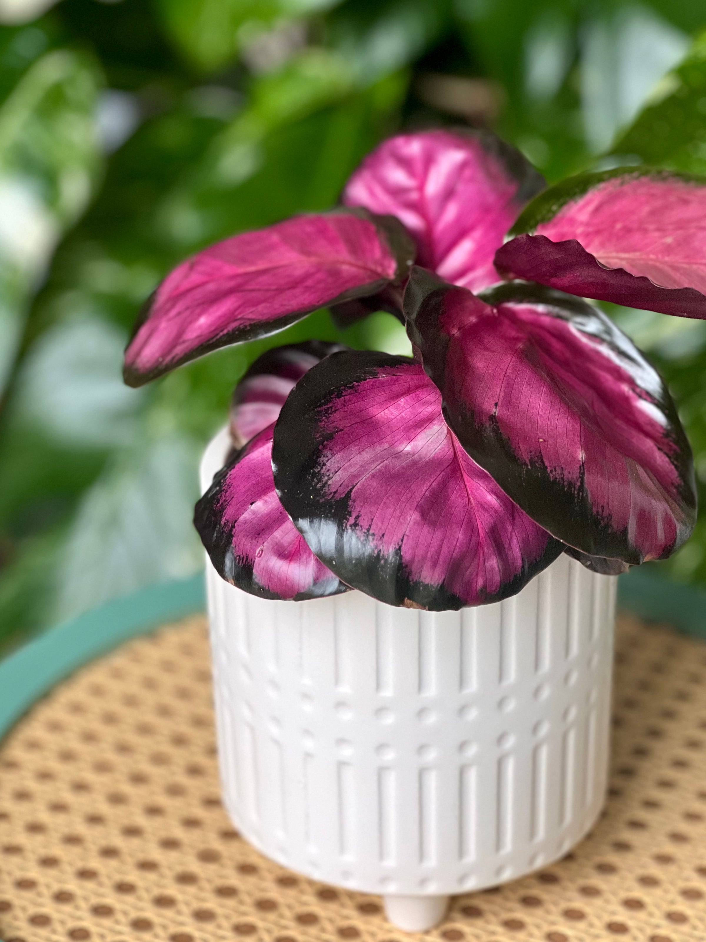 elefantenfuß pflanze preis Beaucarnea Nolina recurvata main image 0