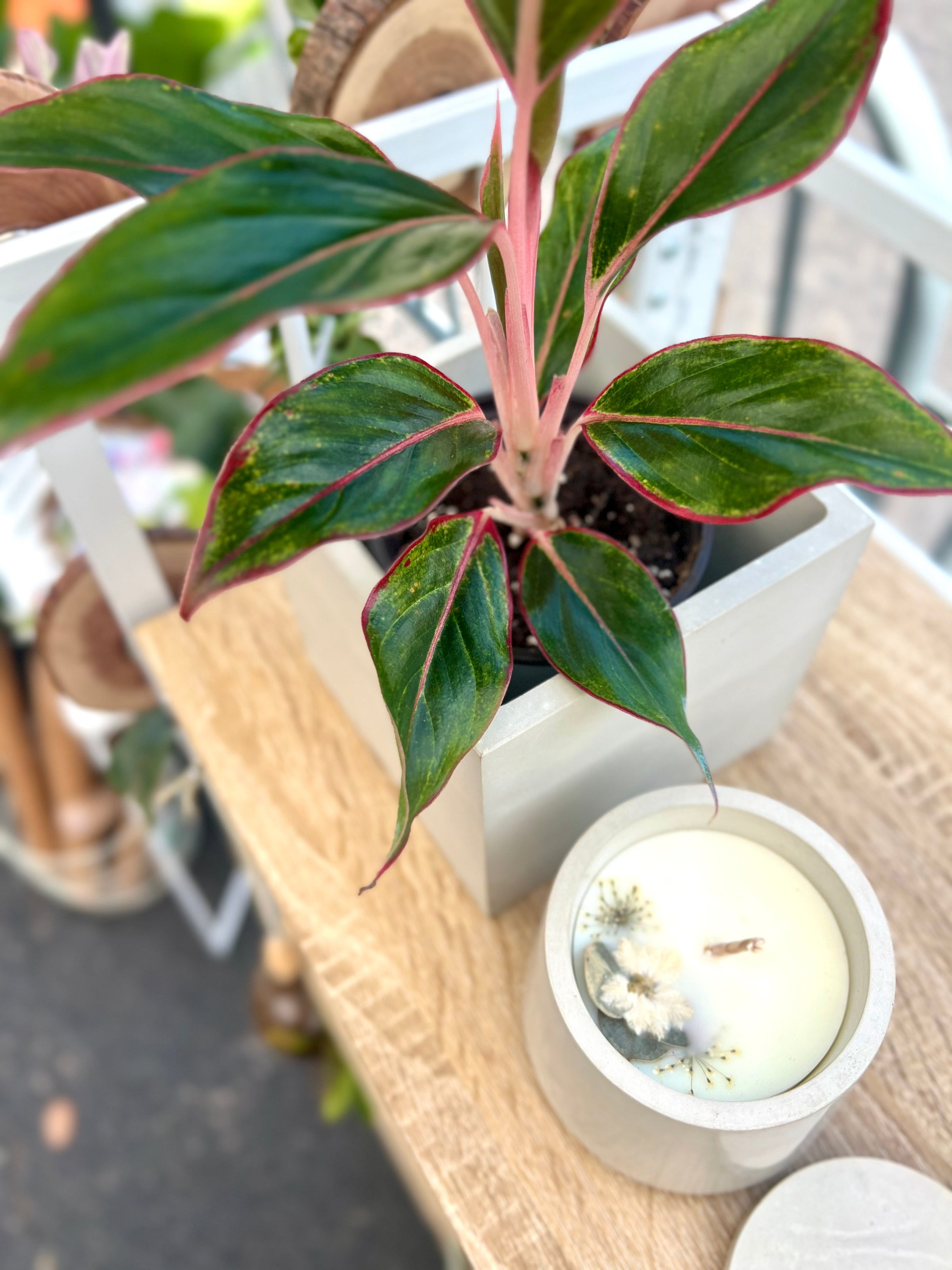 rubber tree house plant Ficus elastica (Rubber Tree Plant)  Interior Foliage Design