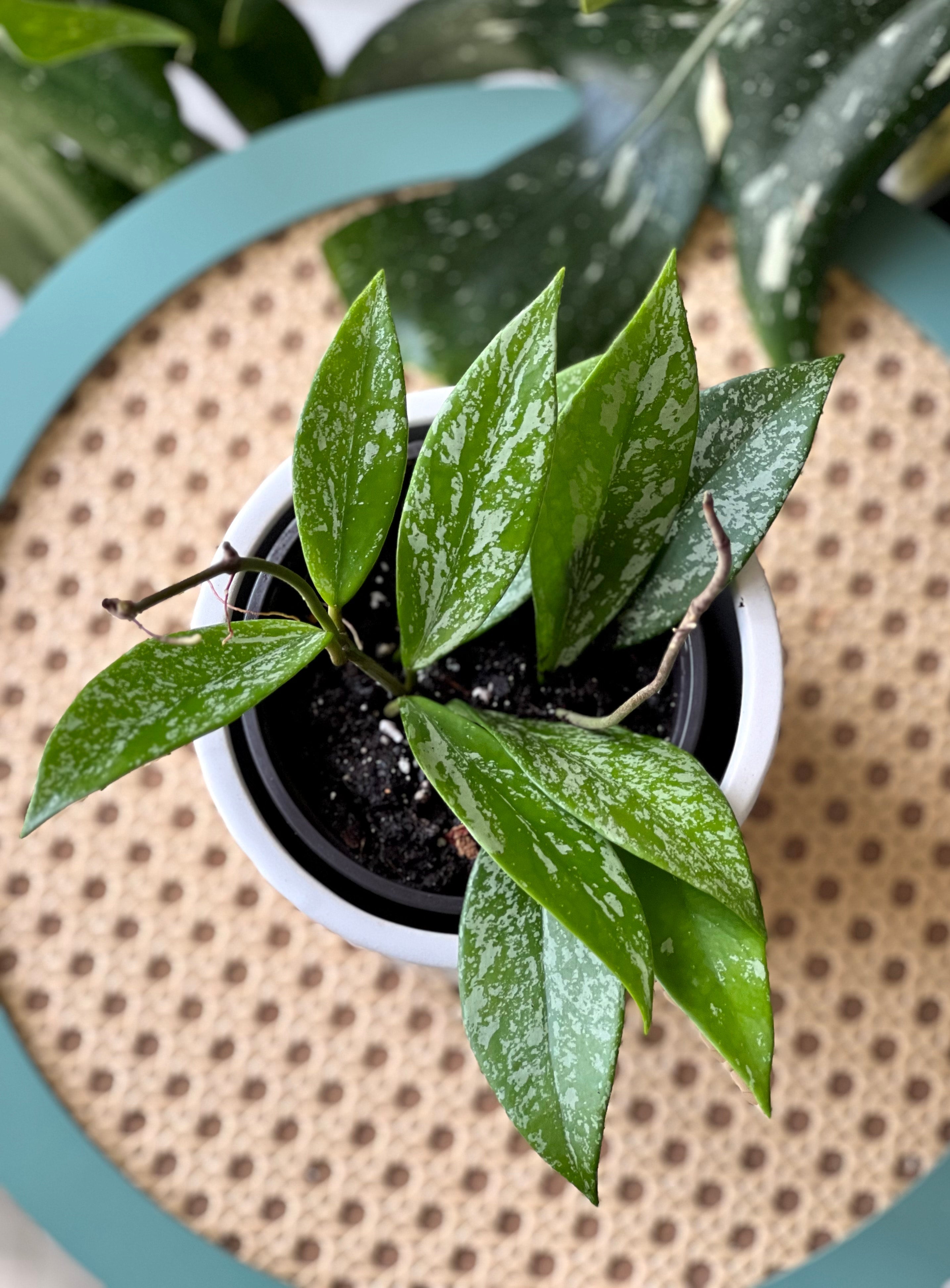 HOYA ロヘリ 250808 21 Hoya amicabilis silver – Aroid Market