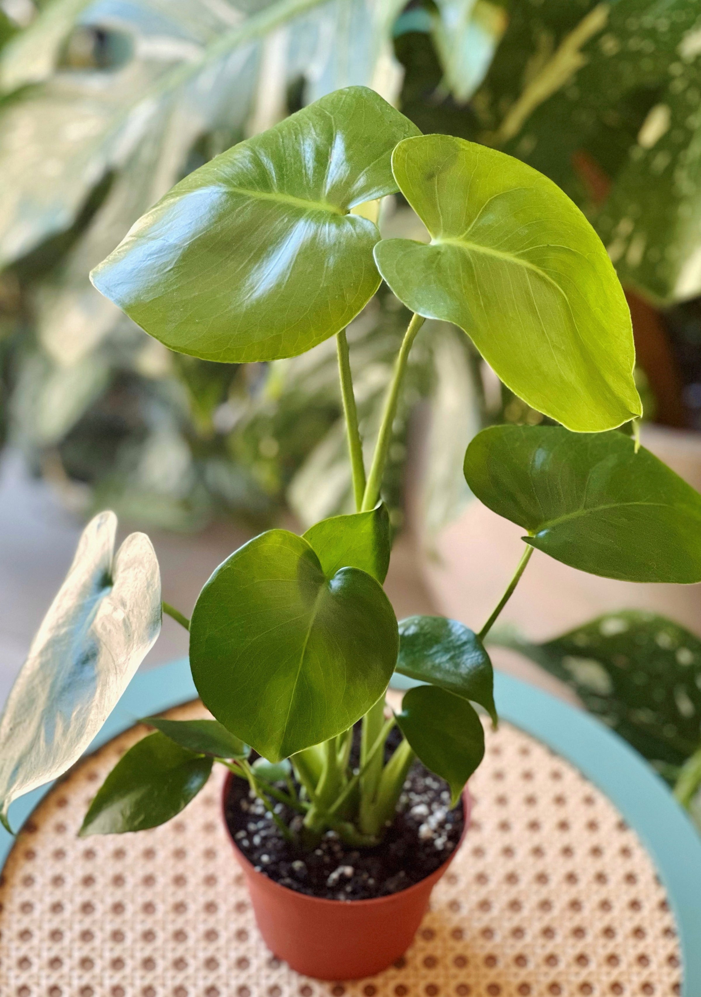 4" Monstera Deliciosa | WILD VINE COMPANY
