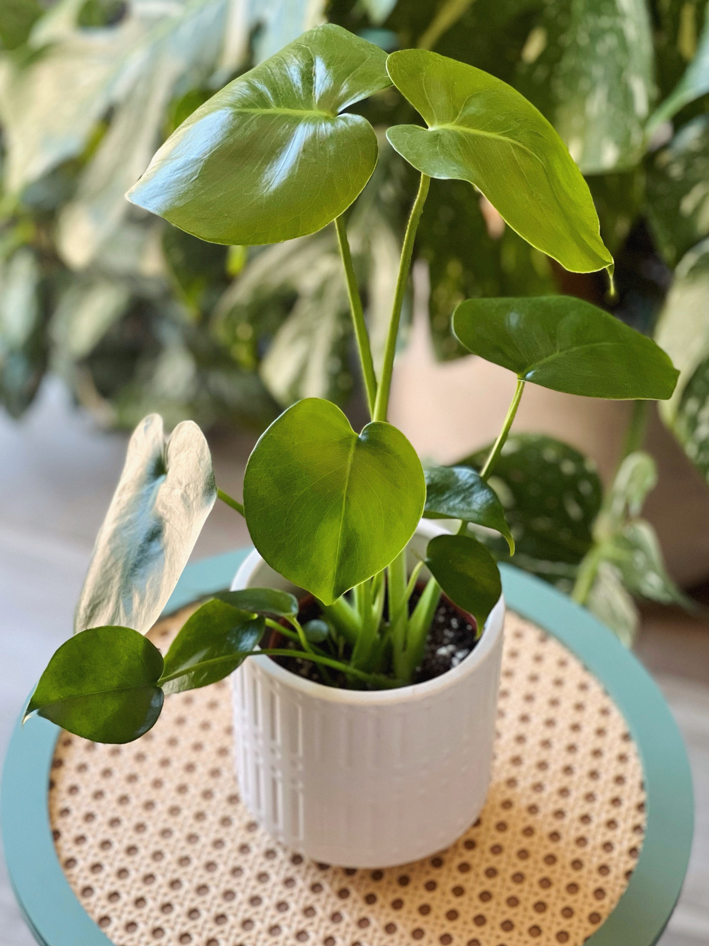 4" Monstera Deliciosa | WILD VINE COMPANY