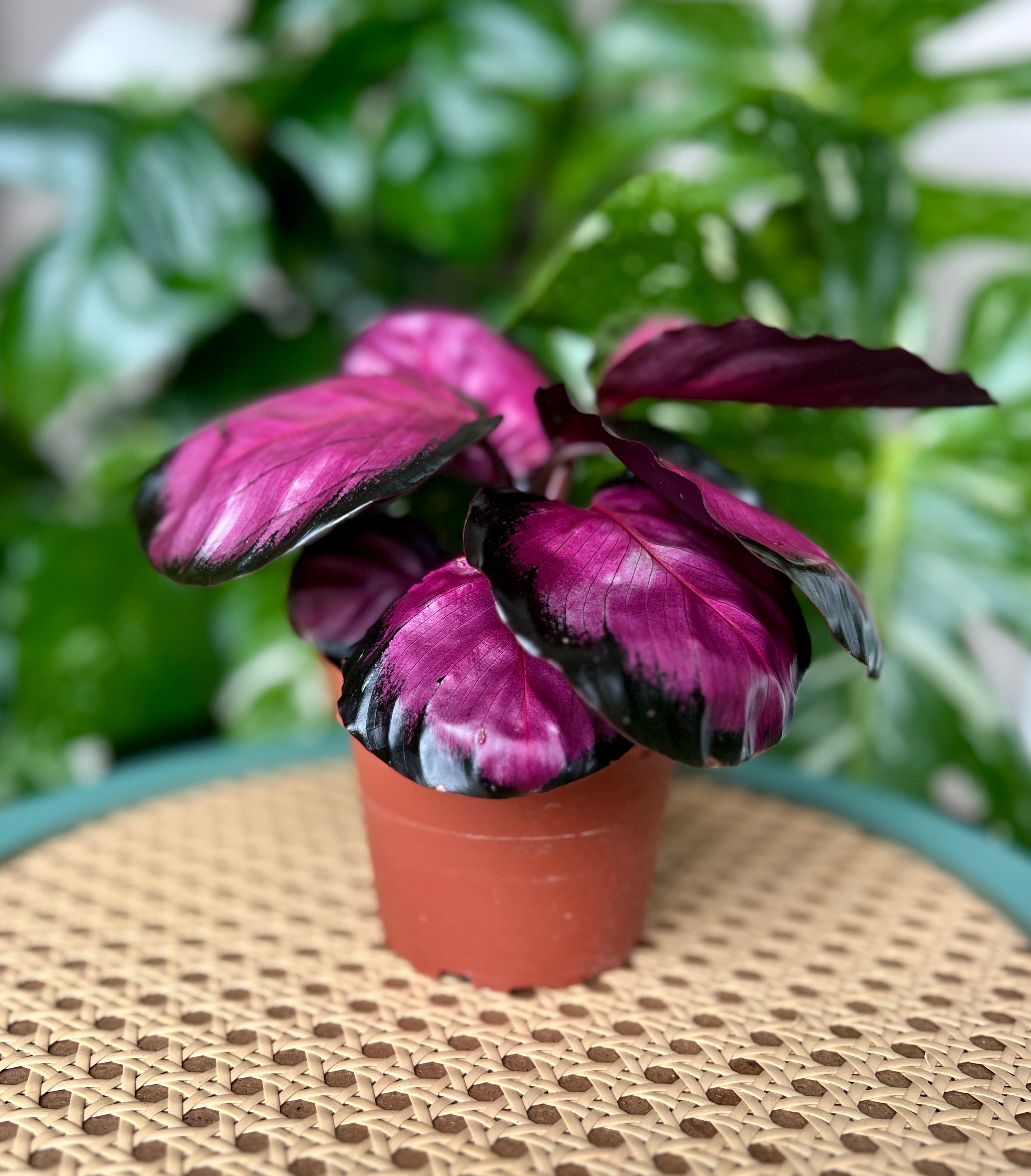 Calathea Purple Rose | WILD VINE COMPANY