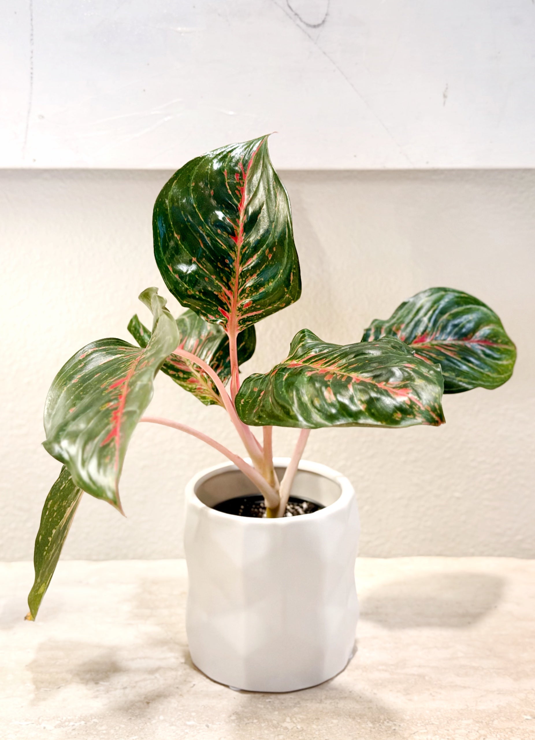 4 Aglaonema Rubi | WILD VINE COMPANY