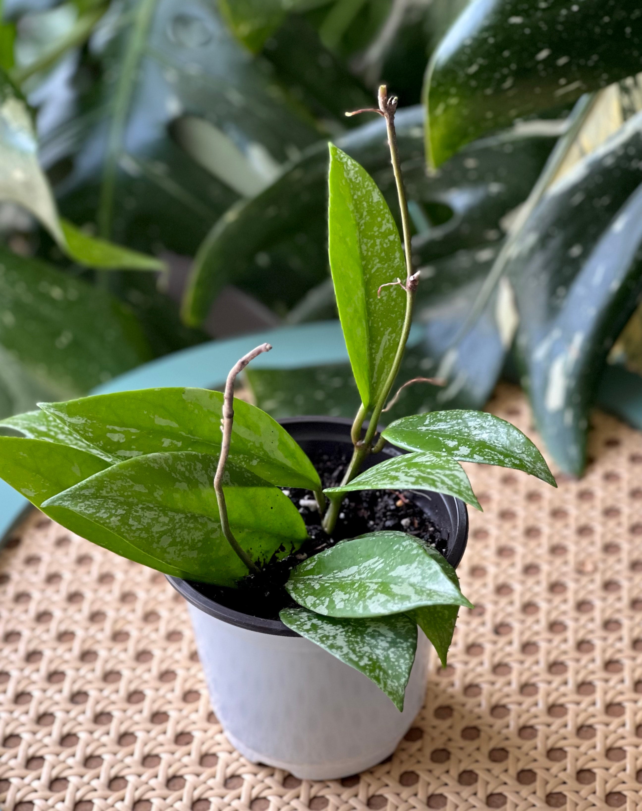 訳ありセール　レア　ホヤ　Hoya  cui silver サクララン Hoya michelle silver ホヤ植物 ホヤの花 Hoya plants 希少 レ